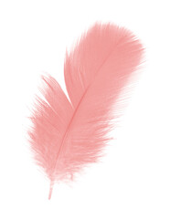 Beautiful light pink feather isolated on white background