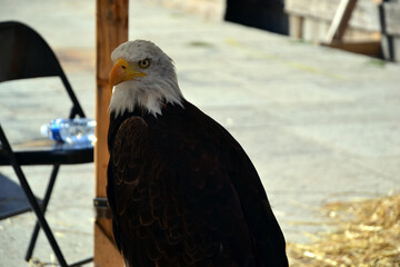Bald eagle exhibed in a square in the city of Le Puy-en-Velay, during a medieval event.