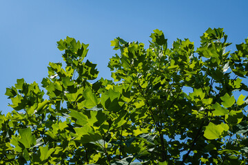 Fototapeta na wymiar Tulip tree (Liriodendron tulipifera) called tulip tree, American poplar, or tulip poplar. Bright green leaves against blue sky. Selective focus. Close-up. There is place for text