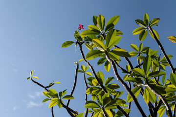 Contrast light and shadow of powerful attractive nice shape green leaf abstract background against sun light.