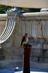 Kestrel exhibed in a square in the city of Le Puy-en-Velay, during a medieval event.