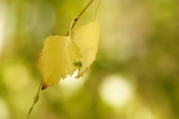 Yellow birch tree leaves on the thin branch in autumn garden. Macro photo.