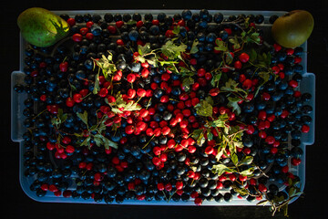 drying sloe and red berries