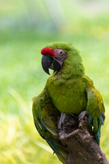 Green beautiful macaw parrot stand on wooden branch with nice color background.