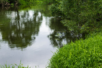 Obraz premium Thickets on the banks are reflected in the water.Grass in the foreground.The Protva River in Russia in the middle of summer,a good place for tourism.