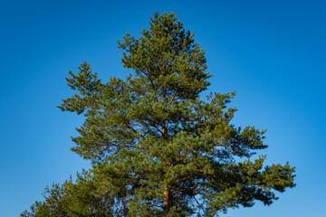 Pine Pinus sylvestris against the blue summer sky. Evergreen landscaped garden. Huge pine branches rise above ground. close-up. Atmosphere of calm and relaxation. Nature concept for design.