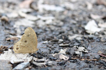 butterfly on the stone
