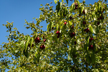 Cornel - Cornus mas, Cornelian Cherry, European Cornel, Cherry Dogwood. Ripe red berries on dogwood branch. Blurred background of green leaves. Selective focus. Exotic berry. Landscaped garden.