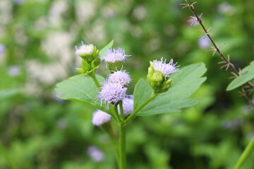 flowers in a garden