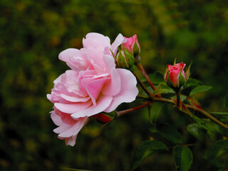 pretty pink rose in a garden close up