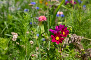 Wildblumenwiese im Elsass