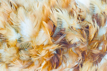 Beautiful brown feather texture pattern background