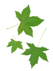 Liquidambar styraciflua tree with green leaves 