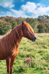 Wild pony in Quantock Hills AONB