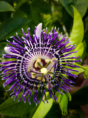 close up of a purple flower