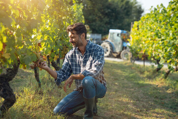 Authentic shot of happy successful farmer or winemaker is checking ripe grape bunches on vines...