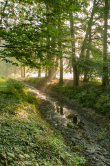 Fototapeta na wymiar Morning light in the forest with a river in Brummen in the Netherlands