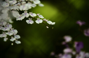 Close-up view of the little flowers isolated on a green natural background