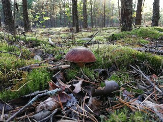 mushroom in the forest