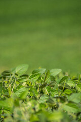 Close up macro of Soybean leaves with vast defocused field behind. Serene green background in natural light with copy space.