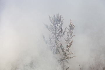 Obraz na płótnie Canvas Fire in the meadow, billowing thick smoke