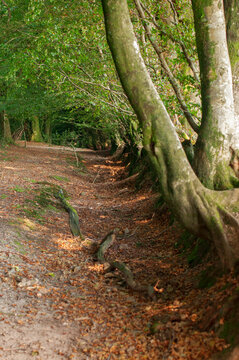 Dead woman ditch in Quantock Hills