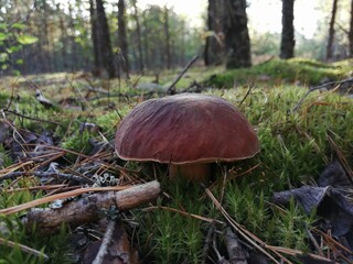 mushroom in the forest