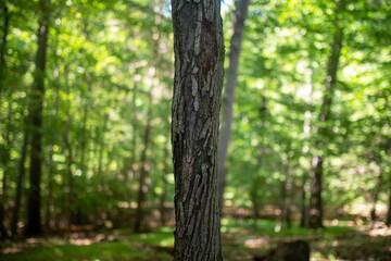 Full frame close up of a textured tree trunk in a green sunlit forest with soft bokeh background and copy space.