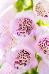 Foxglove bell-shaped flowers with many purple spots inside the blooms © Fotografiecor Nl/Wirestock