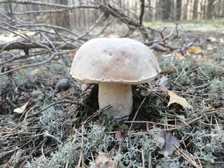 mushrooms in the woods