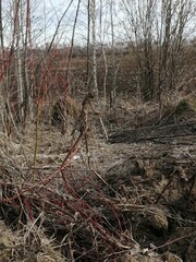 fallen trunk