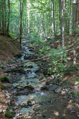 Fototapeta premium forests and wooden bridges in the Bieszczady mountains, Poloniny mountains