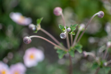 Rosafarbene Herbst Anemone