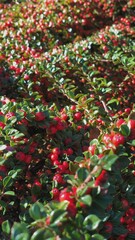 autumn leaves background