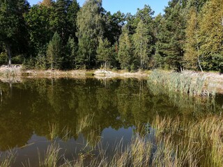 reflection of trees in the water