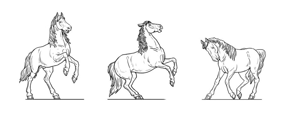 Horses drawing. Wild horses playing, running and fighting. Horse outline.