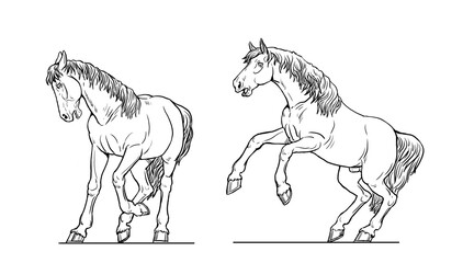 Horses drawing. Wild horses playing, running and fighting. Horse outline.