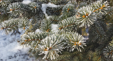 Naklejka na ściany i meble Beautiful spruce branch covered with hoar frost