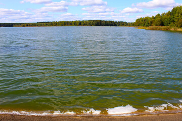 .blooming lake (green water) with small waves, against the background of the forest, landscape