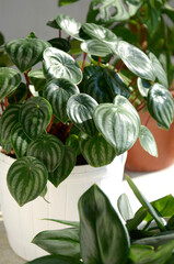 Indoor plant, Peperomia Watermelon plant in a pot
