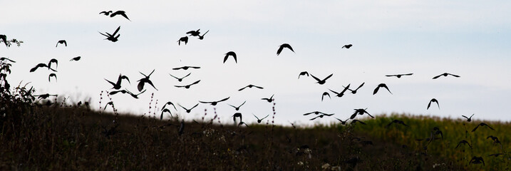 bird silhouettes flying away banner