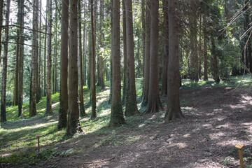 Bosco pulito