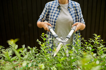 gardening and people concept - woman with pruner or pruning shears cutting branches at summer garden
