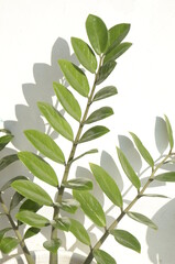 ZZ Plant, Zamioculcas zamiifolia plant.