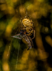 Garden Spider