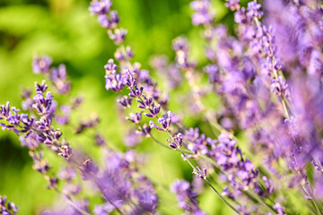 Obraz na płótnie Canvas gardening, botany and flora concept - beautiful lavender flowers blooming in summer garden