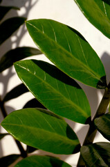 ZZ Plant, Zamioculcas zamiifolia plant.
