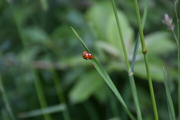 ladybug on green grass