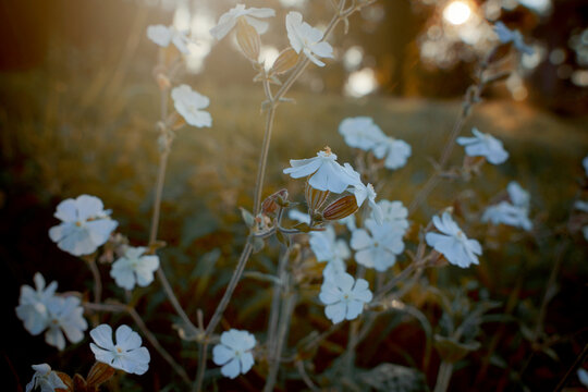 Weiß blühende Blume Lichtnelke Silene