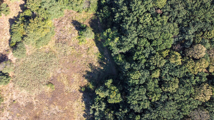 beautiful green trees in a dense deciduous forest, aerial view